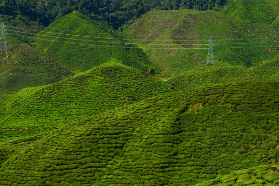 Kerala tour package (5D/4N)